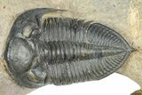 Zlichovaspis Trilobite With Crotalocephalina - Atchana, Morocco #363239-2